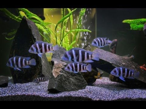 Продам франтозы моба блю заир