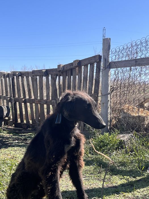 Шашак тазы сатылады