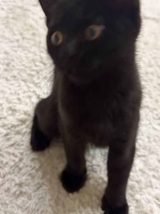 Котенок черного цвета  Мальчик