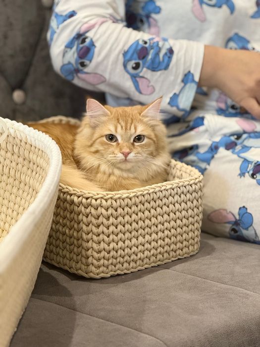 Продается золотистая британская Хейланд 1 годик,стерилизованная.