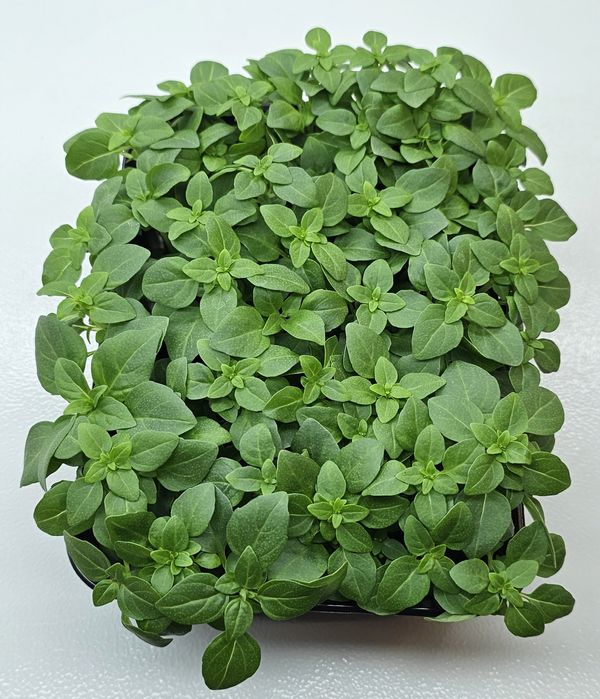 Микрозелень в наличии