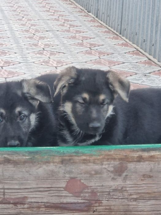 Продам щенков ВЕО