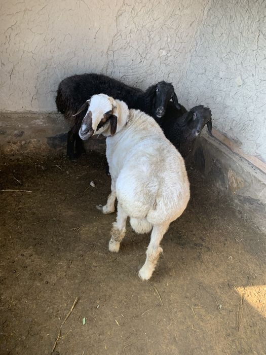 Кучкор сотилади/-)(;: