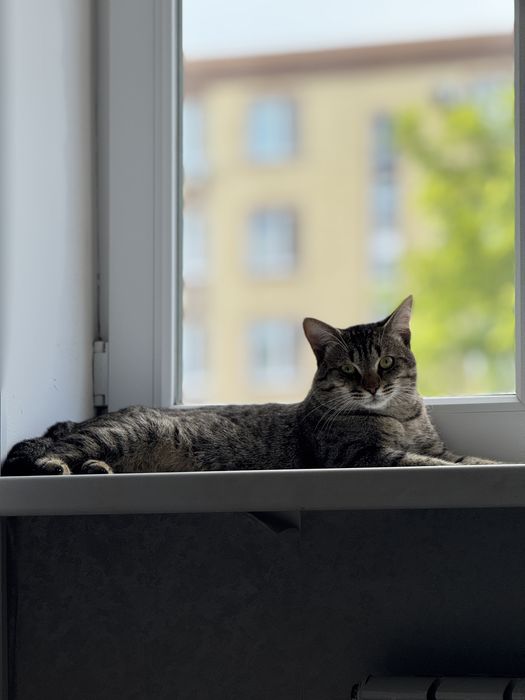 Кошка, мальчик
