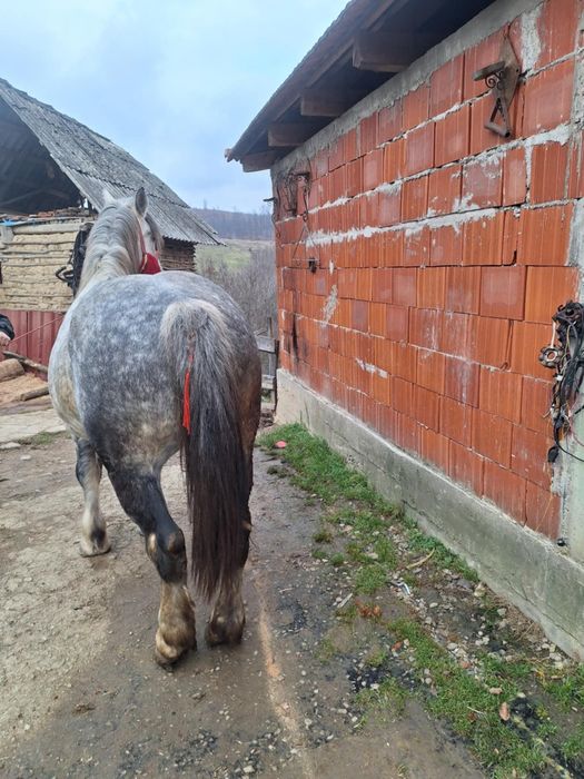 Vand iapa pe 6 ani cuminte