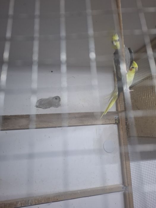 Попугаи карелы ,певчие