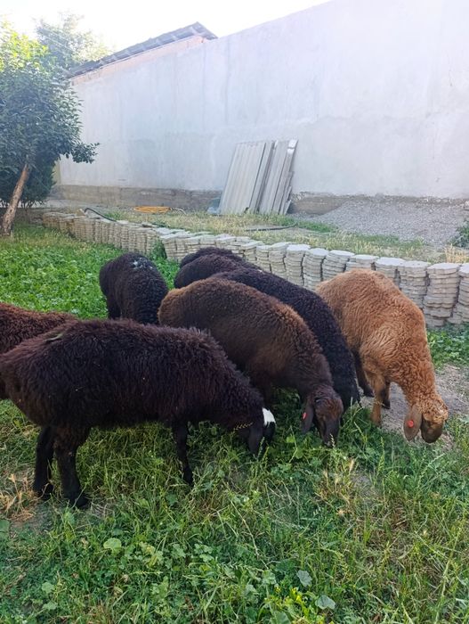 Кузи кучкорчалар сотилади