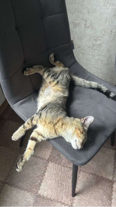 Отдам кота в добрые руки