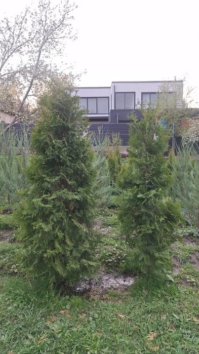 Туи оптом по выгодным ценам.