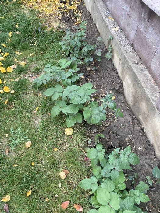 Продам саженцы ежималину