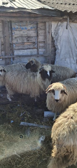 Vând 3 miele și 2 berbecuț mai multe detalii la telefon