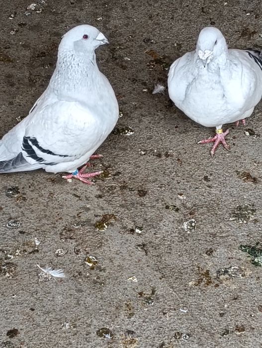 De vânzare trei perechi