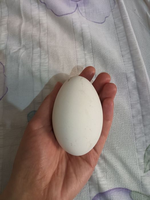 G’oz sotiladi tuxumlaydi