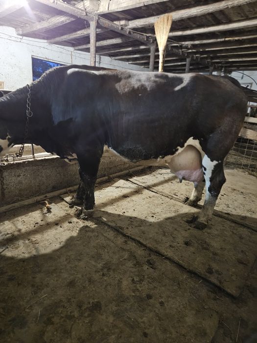 Vacă de vânzare metis belgian