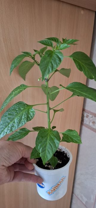 Комнатные  цветы