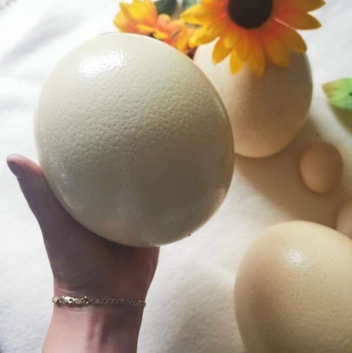 Oua de strut pentru consum