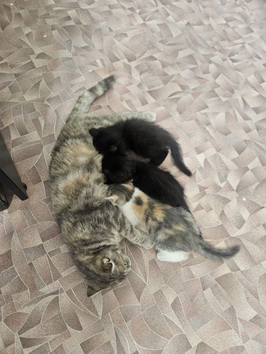 Котята в добрые руки