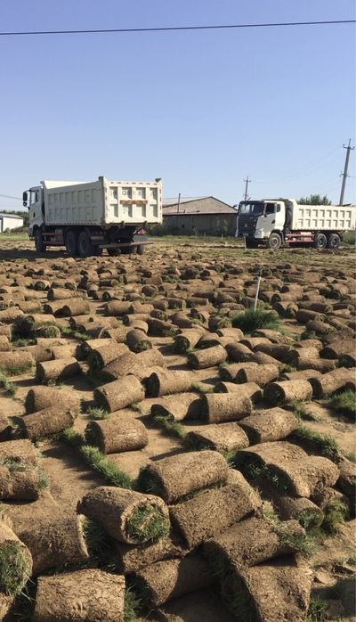 Gazon urug’i va rulonli, avtopoliv, landshaft dizayn, daraxt dorilash