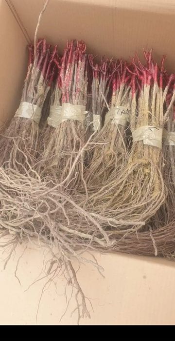 Vând butasi vita de vie altoită și hibrid
Soiuri de masa
- Muscat de H