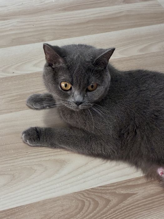 British shorthair