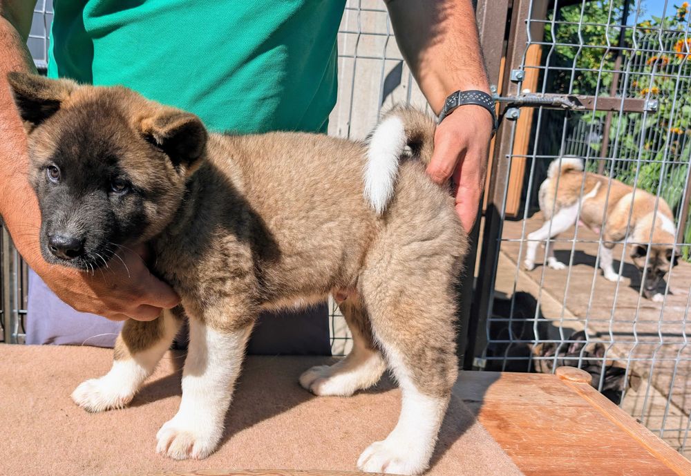 Mascul Akita American - linie de sânge PREMIUM - Maro deschis