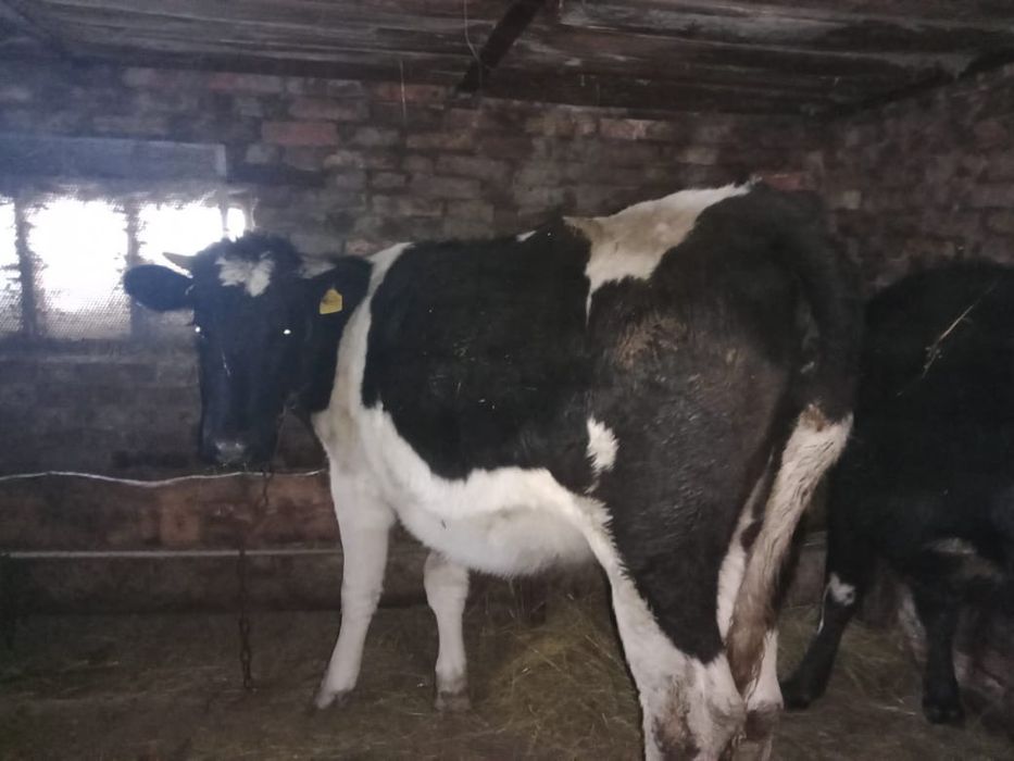 Продам молодняк крс