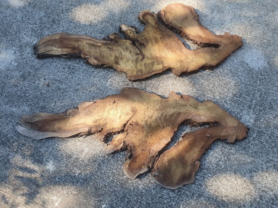 Lemn dud din rădacină