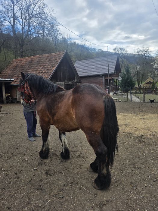 Vând armăsar sau de monta