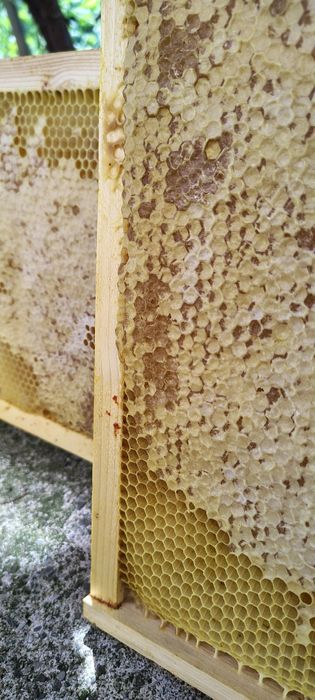 Miere naturala poliflora