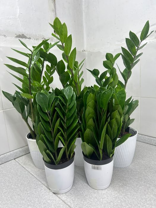 Продам замиокулькасы