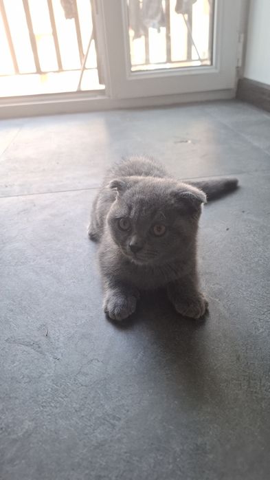 шотландская вислоухая