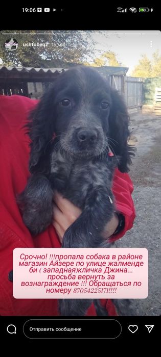 Срочно Пропала собака