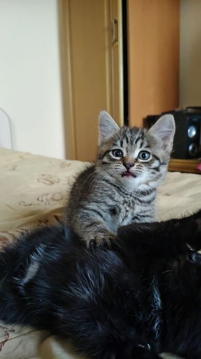 Отдам котят в хорошие руки
