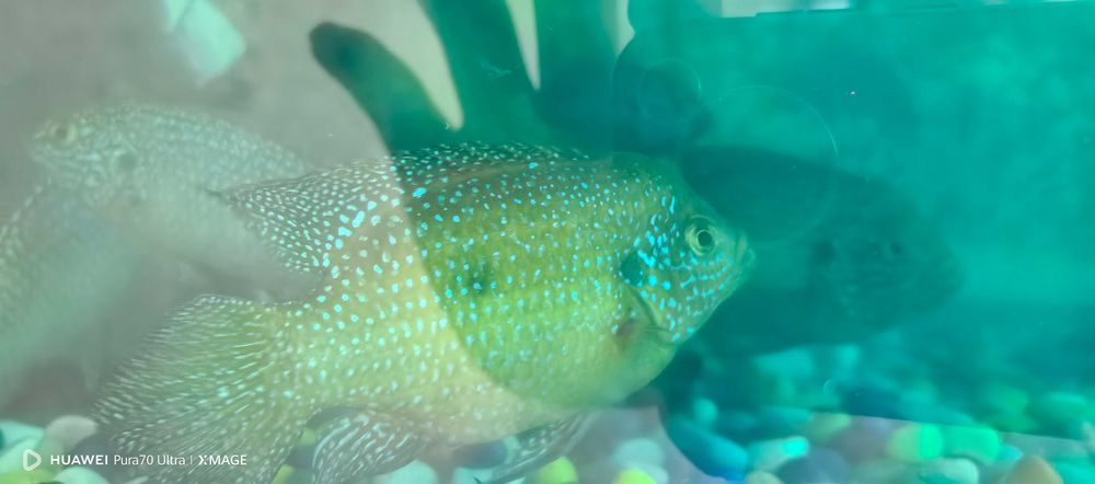 Хемихромис-красавец