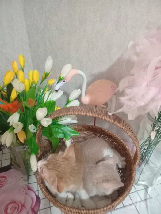 Отдам котят в хорошие руки