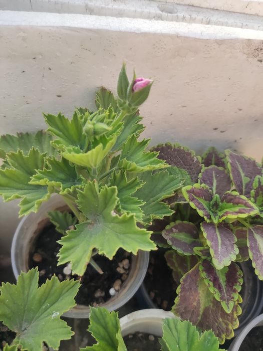 Цветочки в горшках