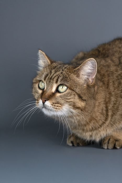 Кошечка Маша в поиске дома