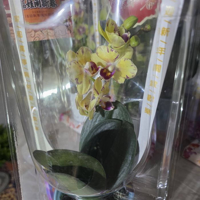 Орхидеи 5500,очень красивые