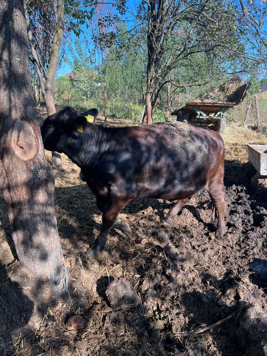 Vând două vitele bălțate și una angus