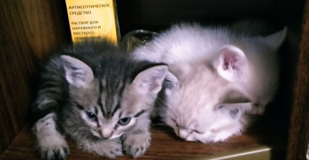 Отдам котят в хорошие руки, бесплатно.