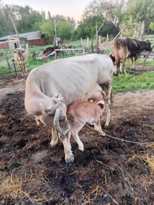 Продам корову с теленком