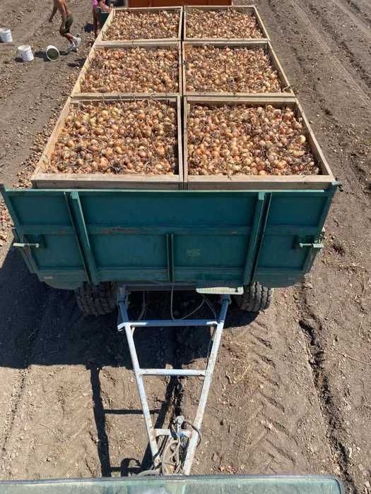 cartofi consum, ceapa,morcovi