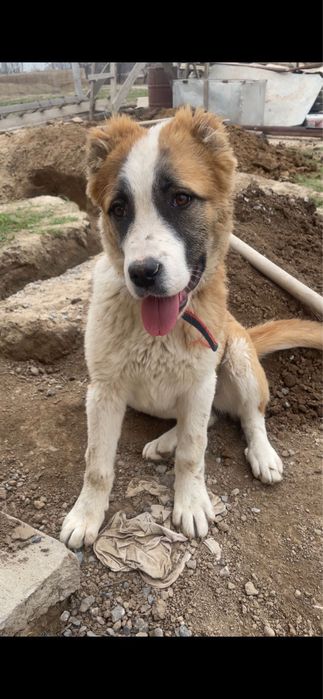 Ұрғашы күшік сатылады