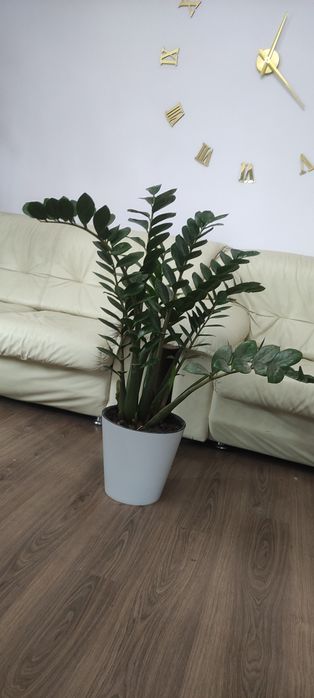 Замиокулькос или долларовое дерево