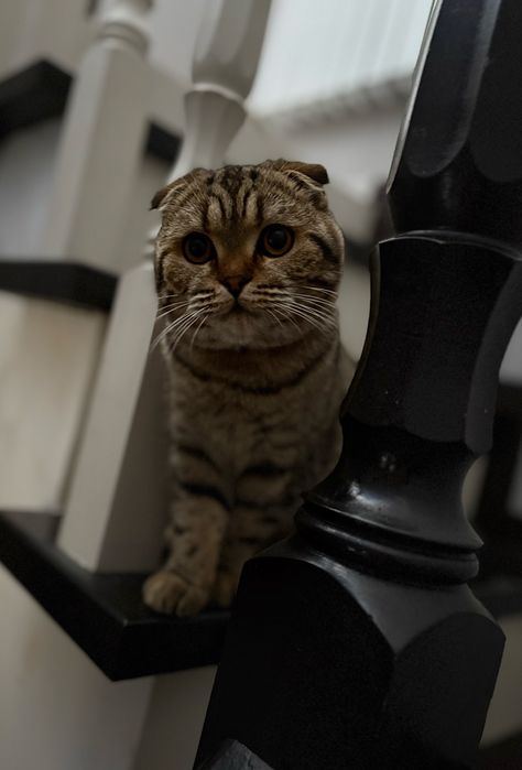 Кошка шотландская