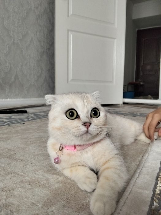Продам кошку шотландская