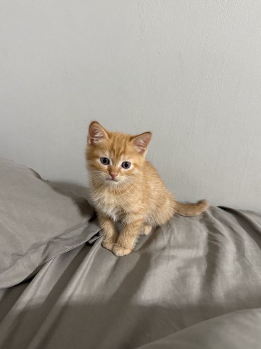Шотландский котик Лео