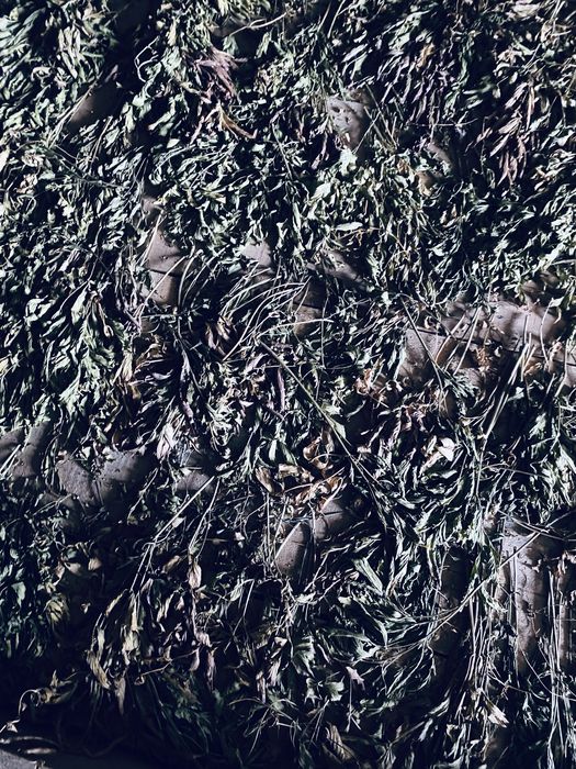 Leustean uscat foarte aromat