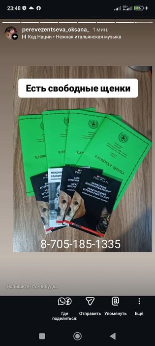 Померанские шпицы.