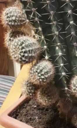 Кактусенки кактусы цветы